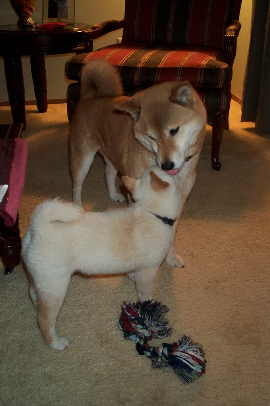 场上对手，场边军师，许昕如何助法国队力克瑞典