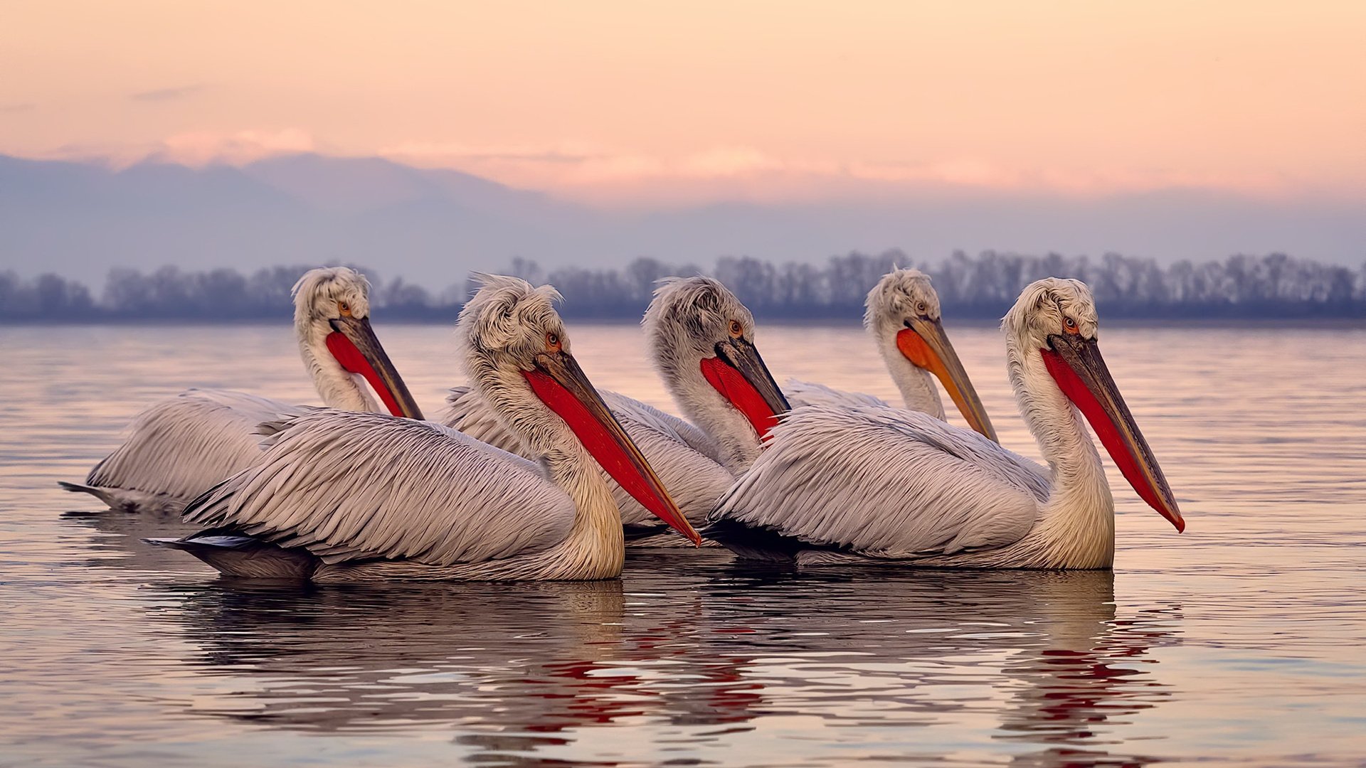 刀锋上的逆转,波尔点燃沉寂战场,德国队绝地反击日本