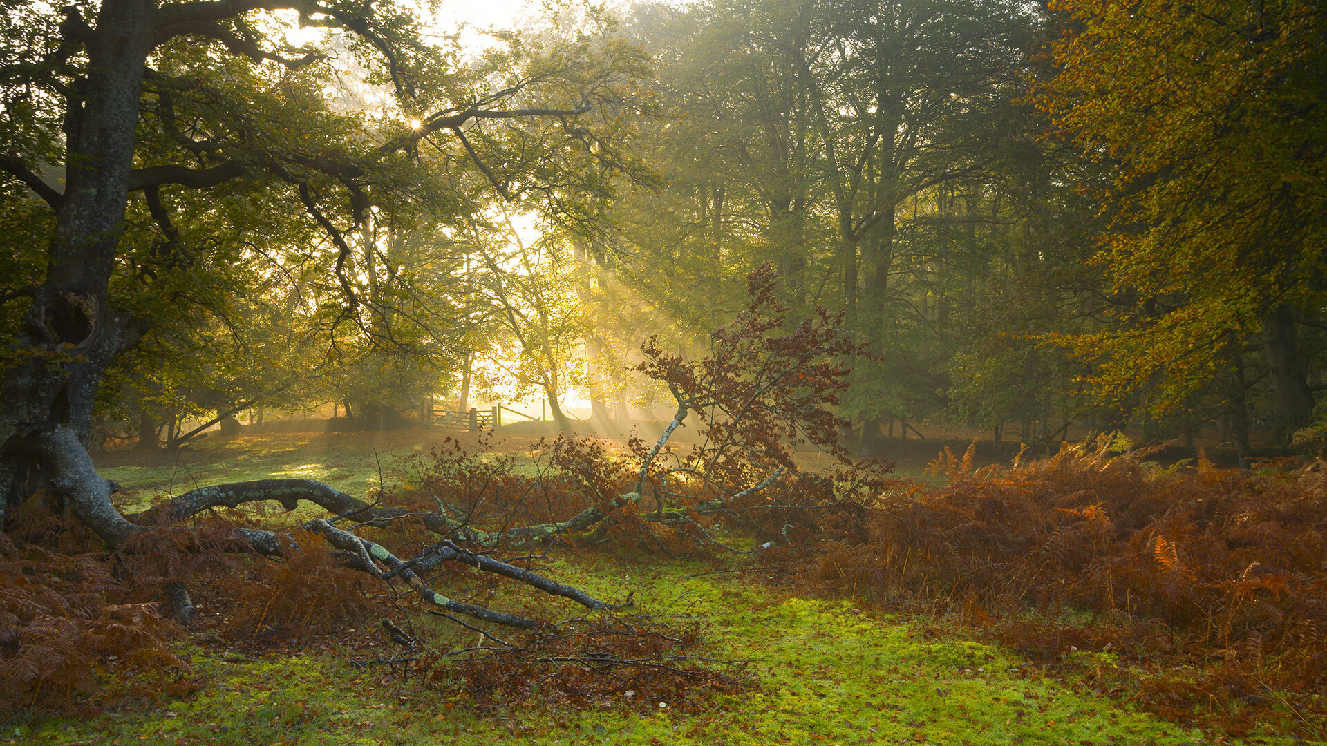 玻利维亚奇迹，不被看好的巨人杀手，恩佐用一己之力颠覆北美霸权