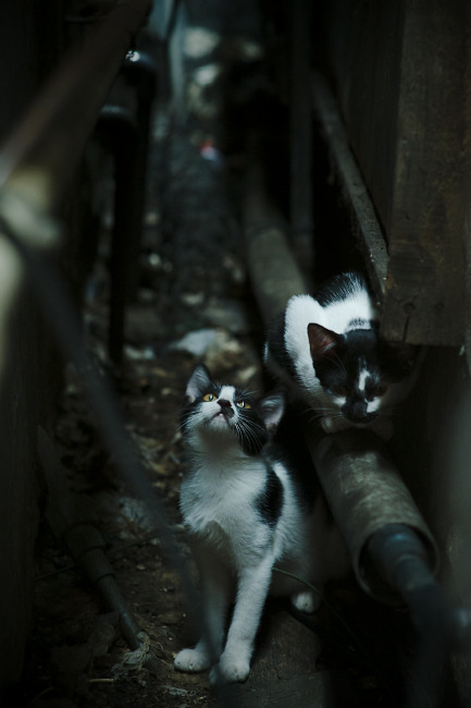 骑士孤胆破局，克莱冷箭定江山，季后赛的冰火两重天