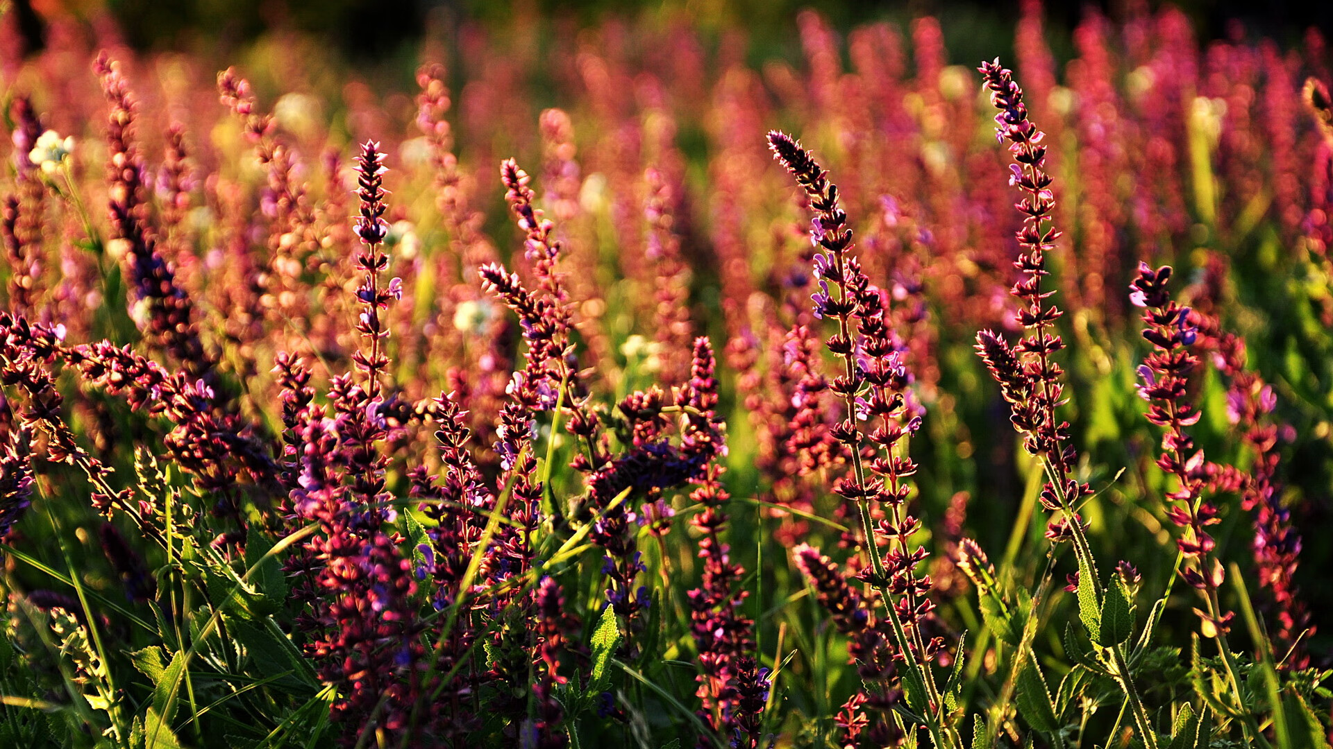 奥亚尔萨瓦尔一锤定音献压制级发挥，沙特联队轻取贝蒂斯显强队风范