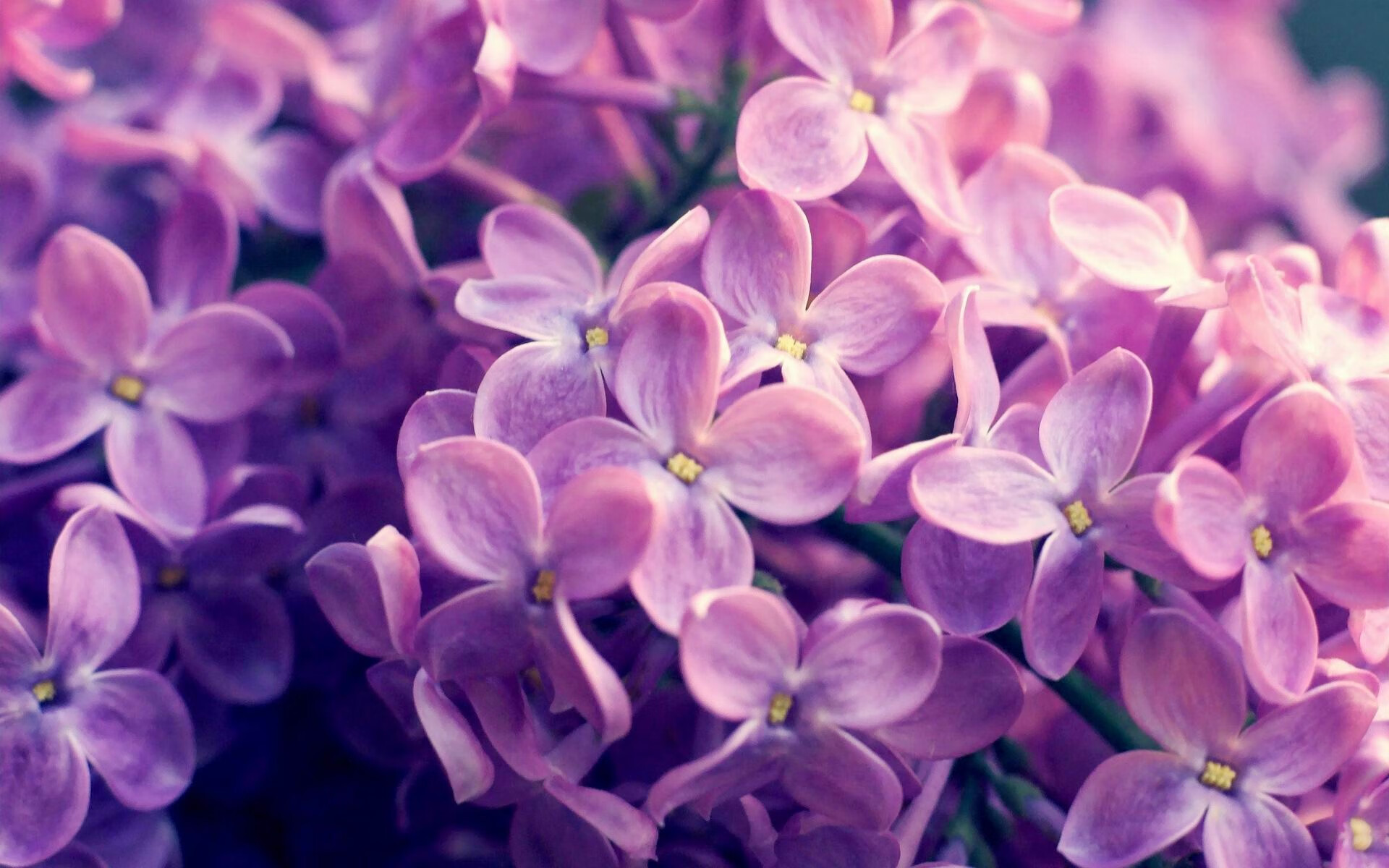 冰山下的对决,英格拉姆爆发映照湖人森林狼的生存本质