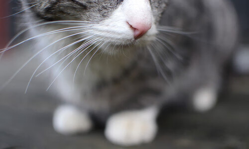 德罗赞,公牛心脏骤停之夜,森林狼的手术刀精准摘除唯一引擎