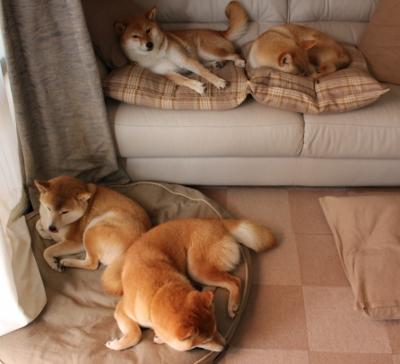 平行宇宙的费城狂想，锡安乱入搅局，76人新阵容碾压绿军