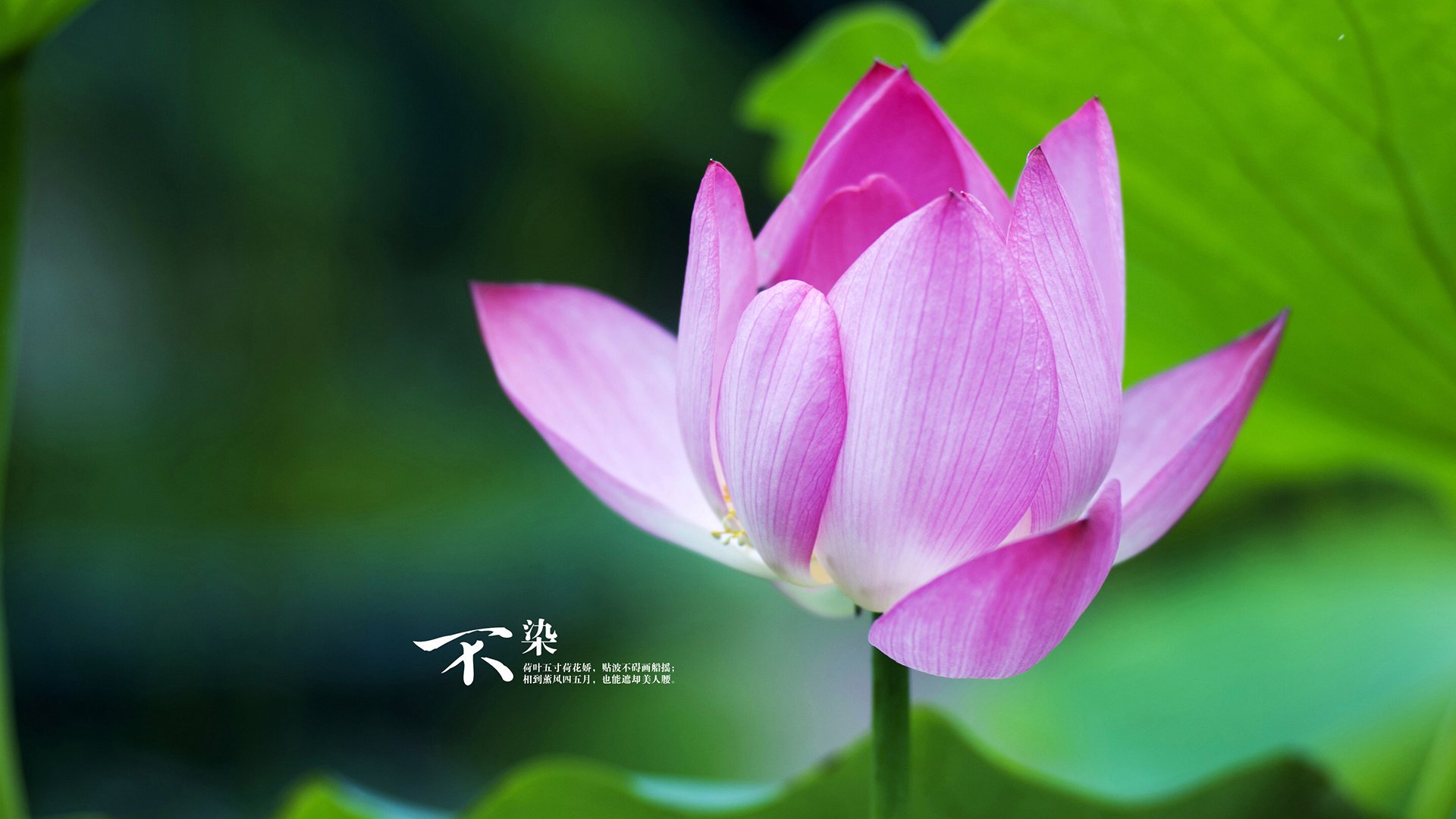 防守铁壁与巨星璀璨,魔术锁死上海,恩比德德比封神