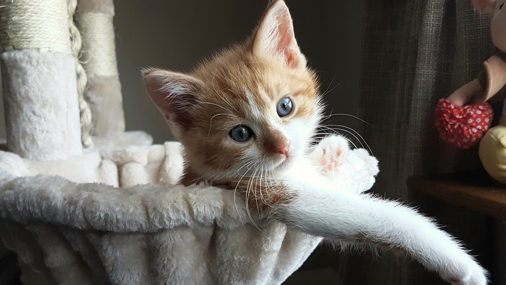 齿轮之心,布鲁诺如何在高压熔炉中主导皇家社会对摩洛哥的战术绞杀