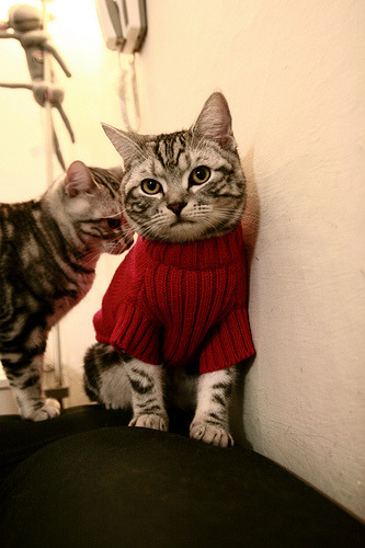 格纳布里,撕裂暗夜的那一道电光,让阿尔及利亚式铁血在欧陆绽放