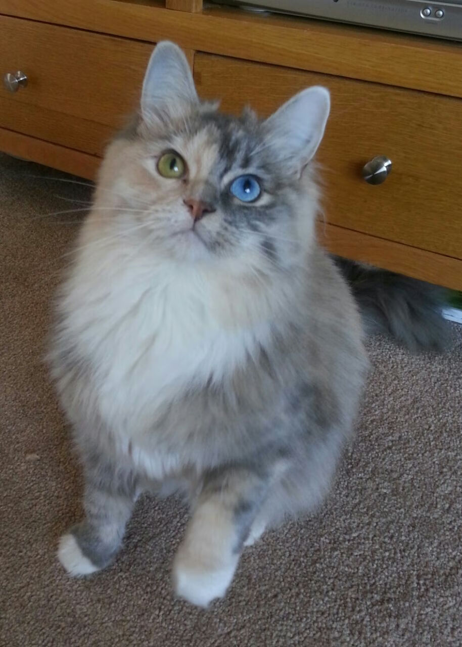 接管者哈登之夜,从斯台普斯到伯纳乌,英雄主义的回声