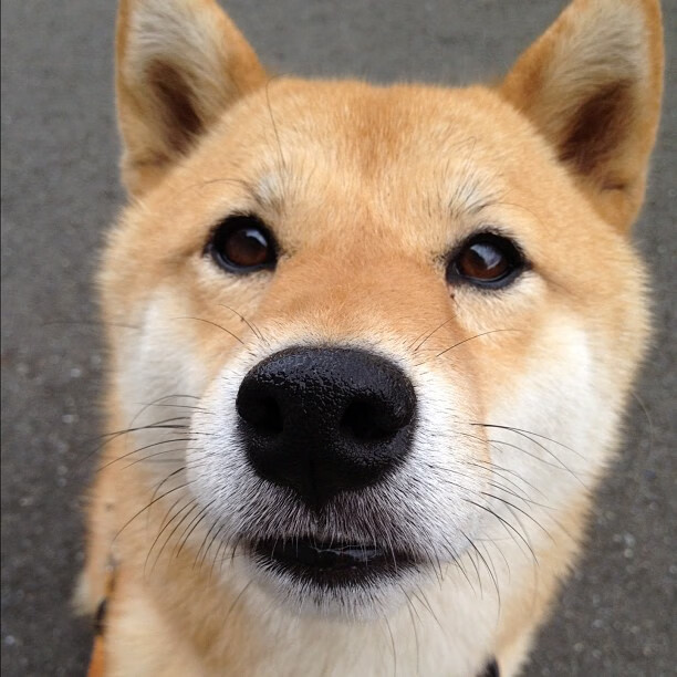 红魔旧梦,皮克如何在对阵荷兰的平行时空中完成终极救赎