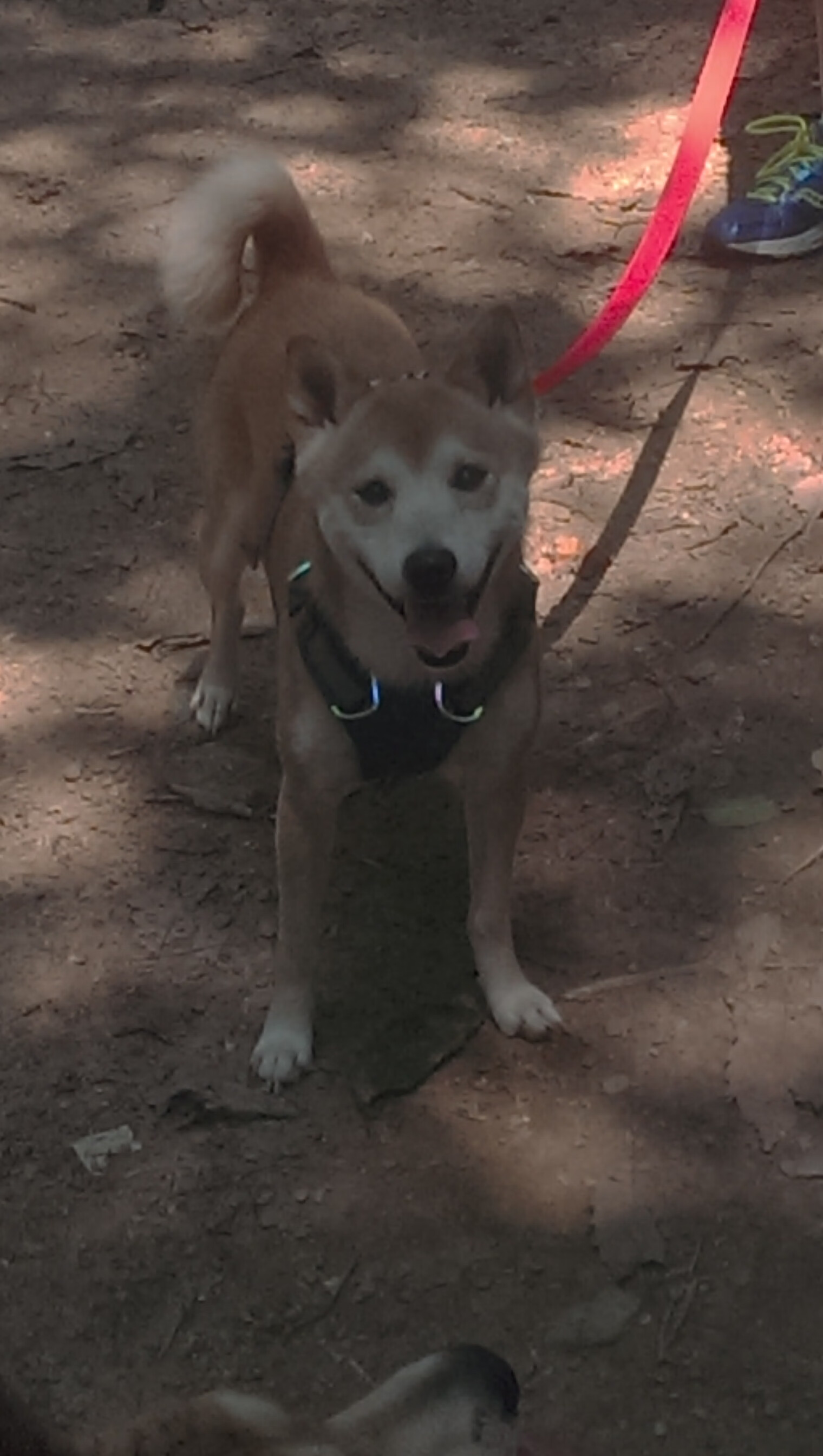 战争硝烟与绿茵权杖,当乌克兰铁血淘汰瑞士,加维已在欧冠加冕新神