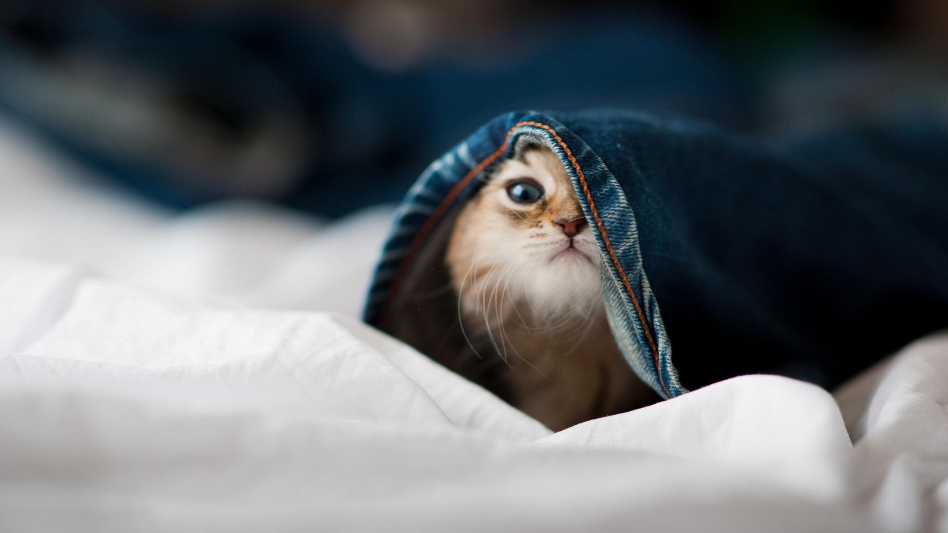 广东王朝的铁索连舟，文班亚马的孤岛求生