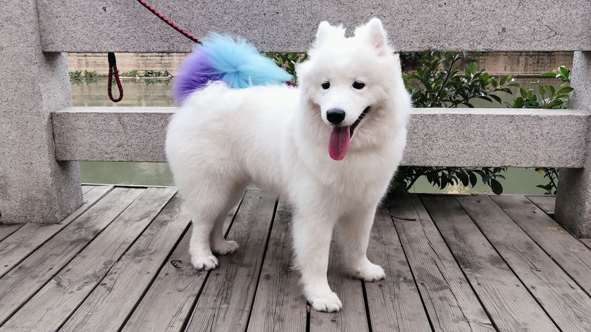 抢七夜唯一主角,被遗忘的楚阿梅尼如何一刀刺穿王朝心脏?