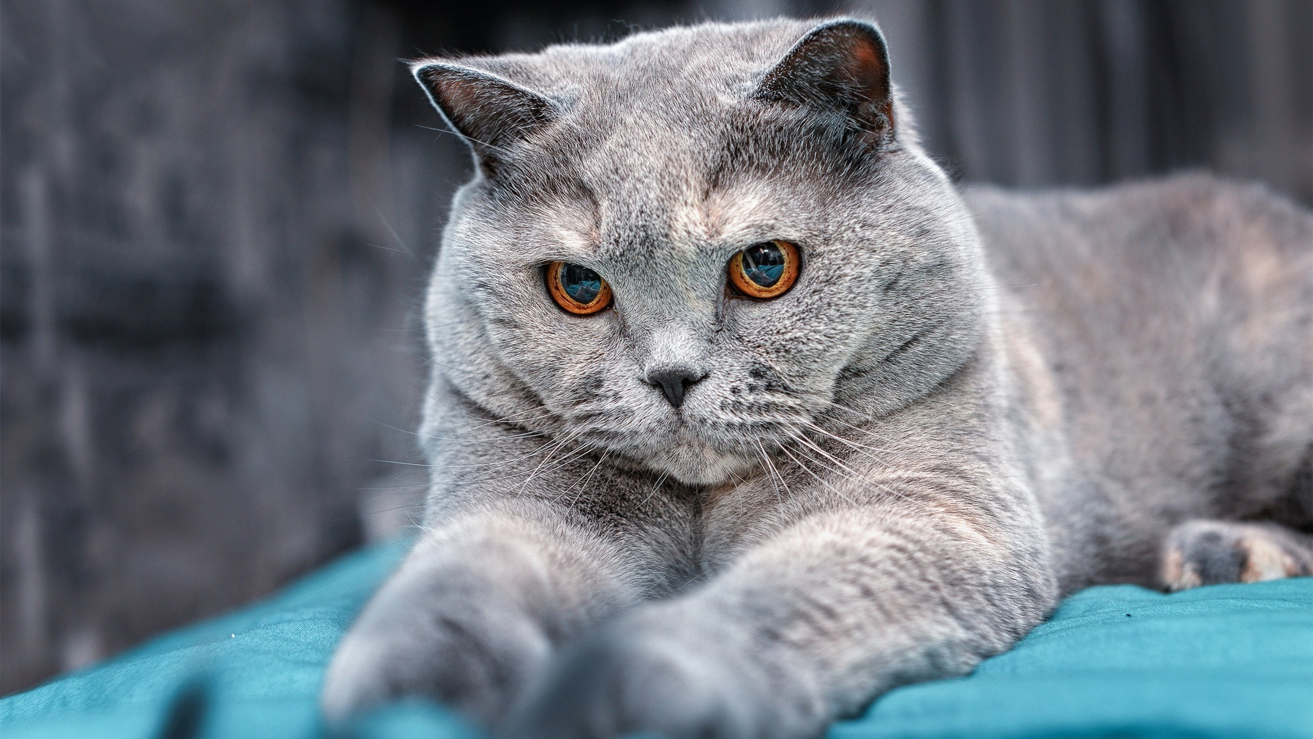 巴黎熔炉吞噬阿森纳,枪手19年梦想一夜成灰