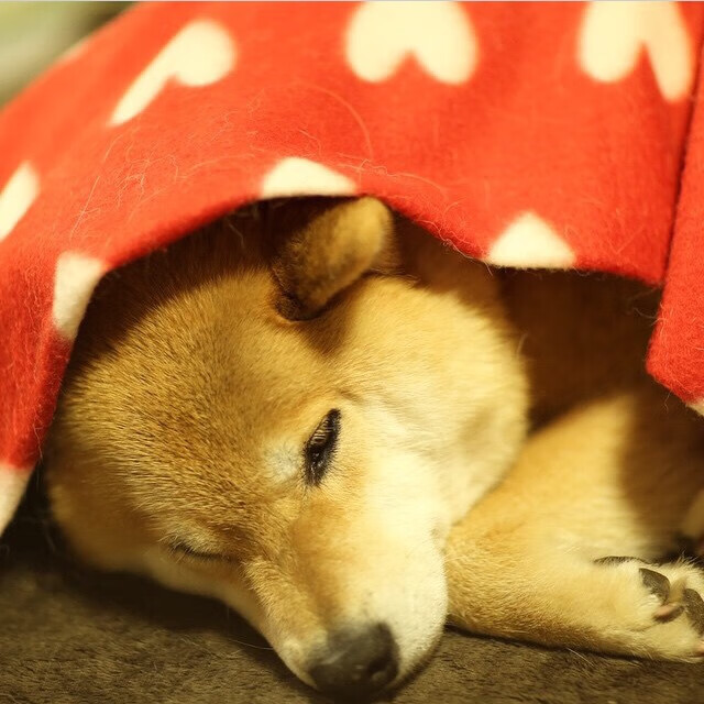 当黄喜灿在欧冠决赛改写历史,毕尔巴鄂竞技如何逆转了伊朗足球的时间线