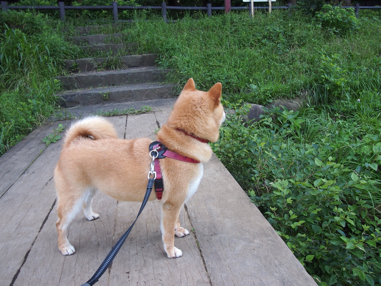 暗夜惊雷,当哈登的60分成为刺向勇士王朝的第一道裂痕