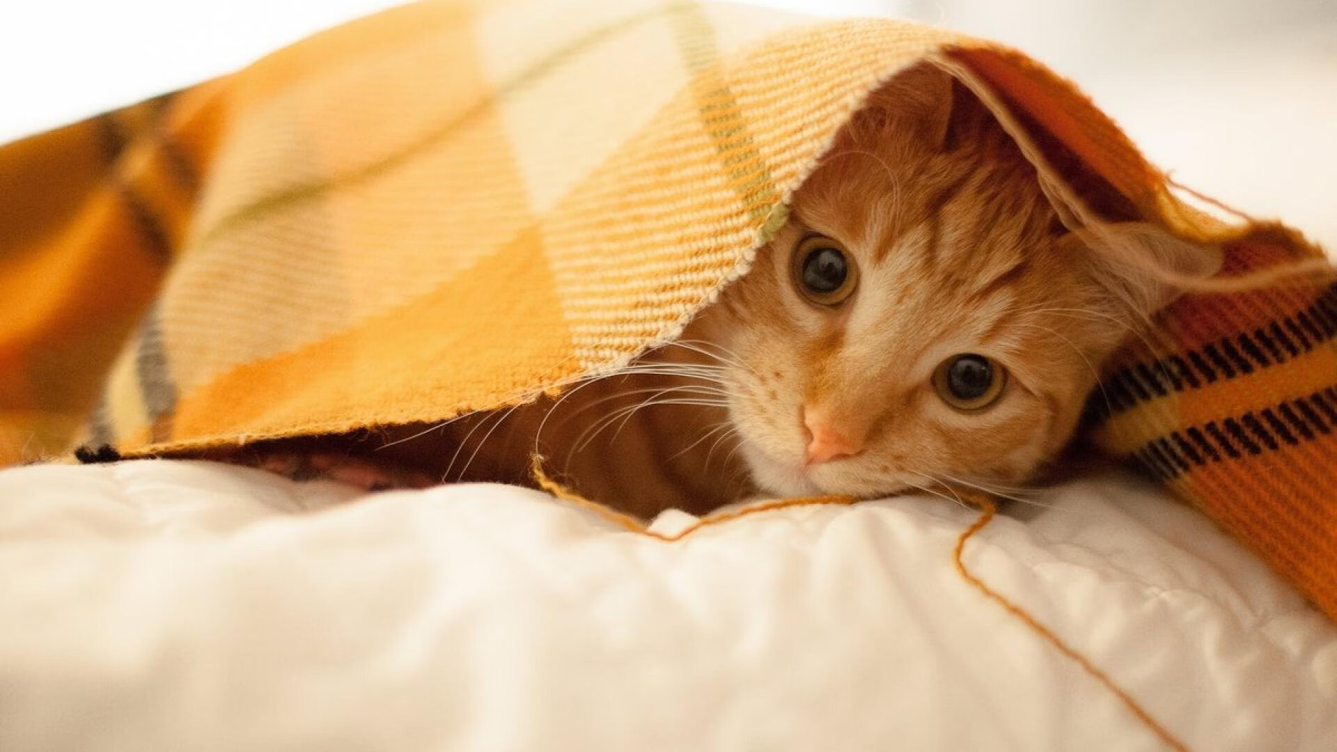 智利击溃拜仁，基耶萨7分钟终结悬念！一场颠覆足球版图的世纪冷门