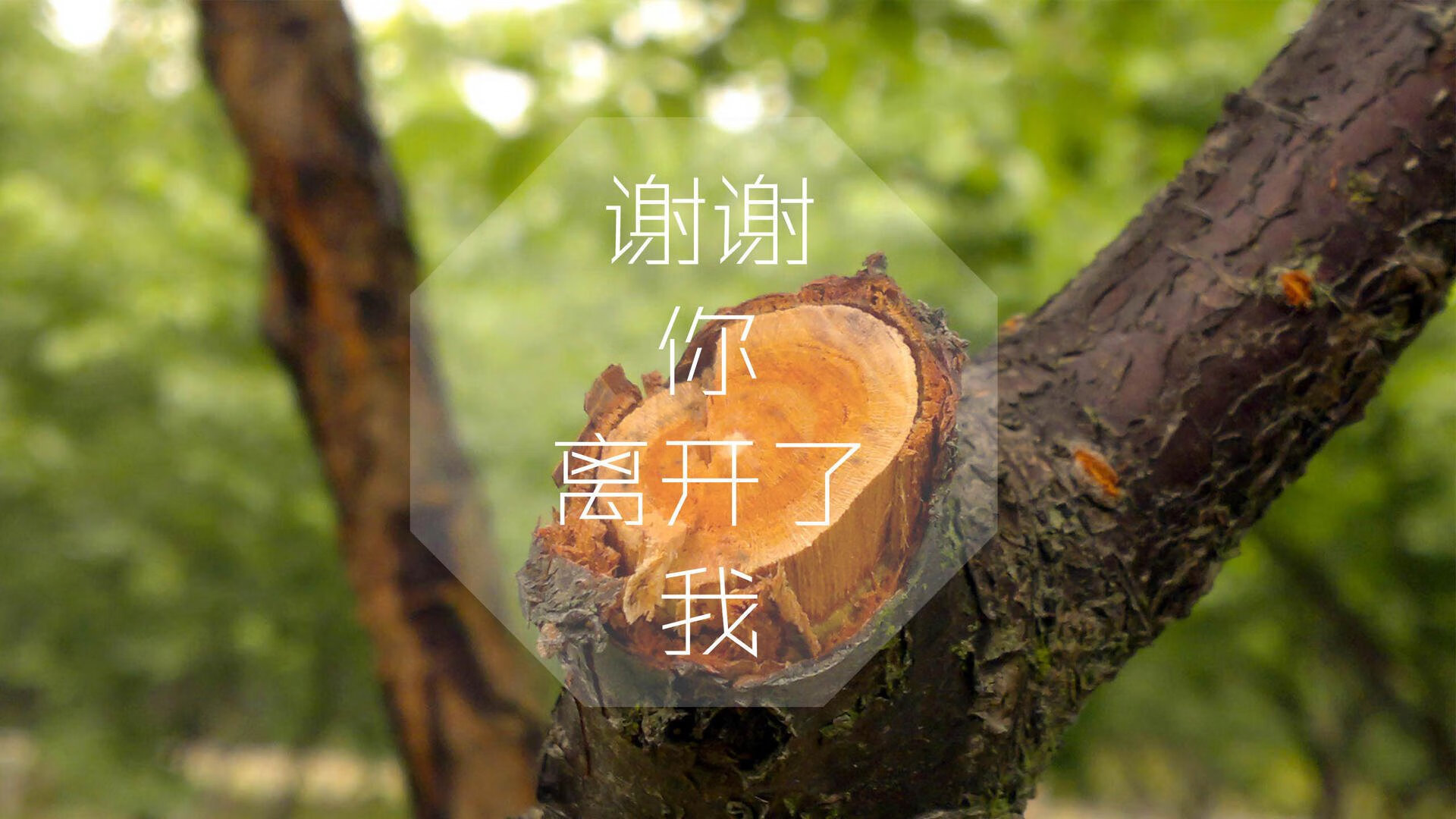铁壁反击破星条，2026世界杯H组，斯洛伐克如何以费利克斯时刻击碎美国梦