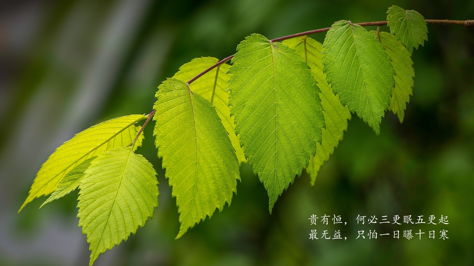 暗夜中的黄色闪电,2026世界杯D组,罗马尼亚用一场战术风暴让葡萄牙低头
